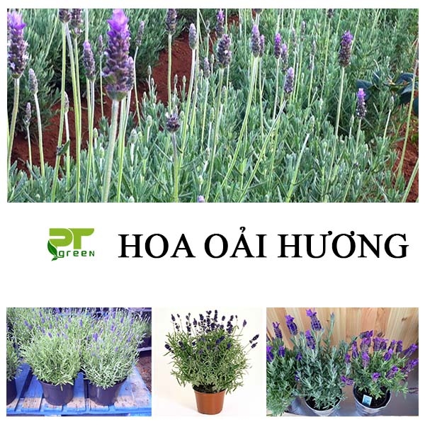Hoa Oải hương | Công dụng của cây hoa Oải hương 